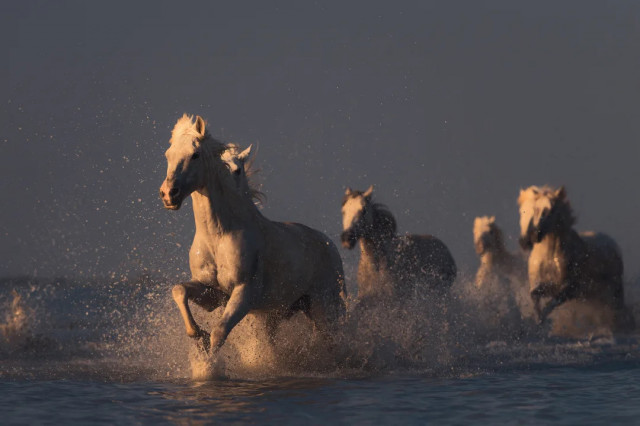 Tapet maro din hartie Wild Horses Rebel Walls