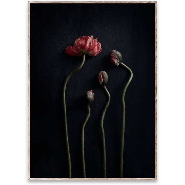 Tablou cu rama stejar Still Life 02 (Red Poppies) Paper Collective