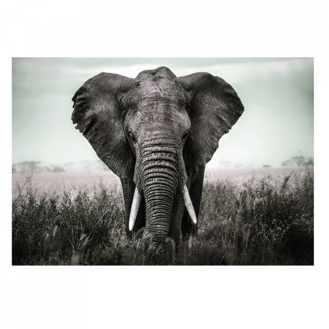 Tablou multicolor din sticla 110x160 cm Elephant Ter Halle