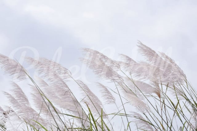 Tapet albastru din hartie Windy Reed Rebel Walls