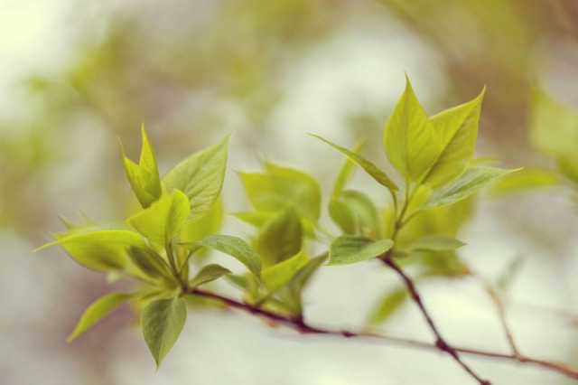 Tapet verde din hartie Green Leaves Rebel Walls