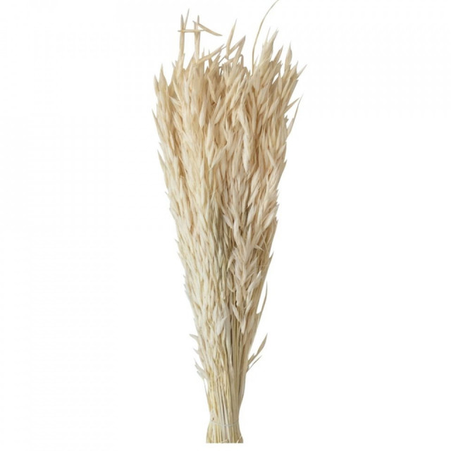 Set flori uscate maro Avena Natural The Home Collection