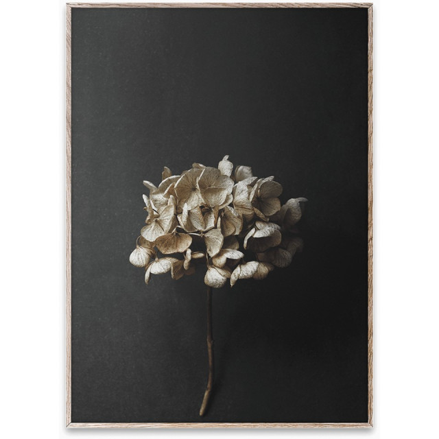 Tablou cu rama stejar Still Life 04 (Hydrangea) Paper Collective
