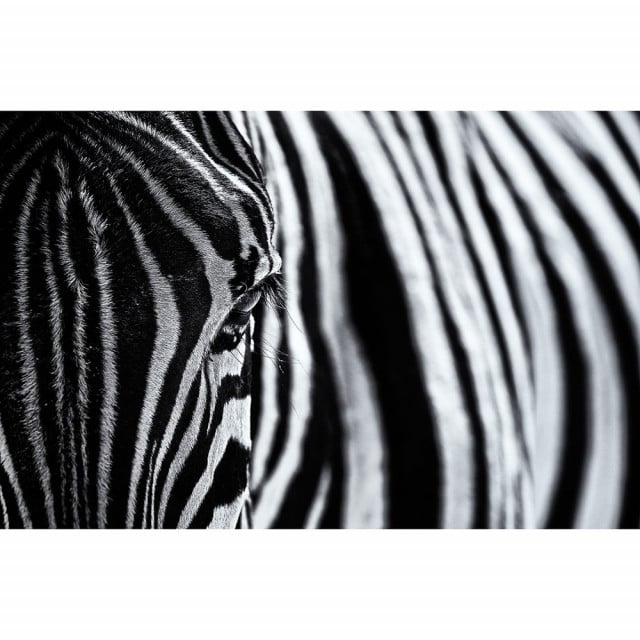 Tapet alb/negru din hartie Close Up Zebra Rebel Walls