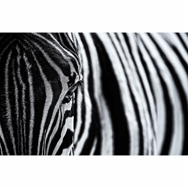 Tapet alb/negru din hartie cu fibre de nailon Close Up Zebra Rebel Walls