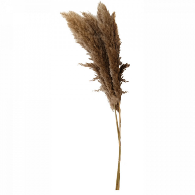 Plante ornamentale uscate gri 90 cm Natural Pampas The Home Collection