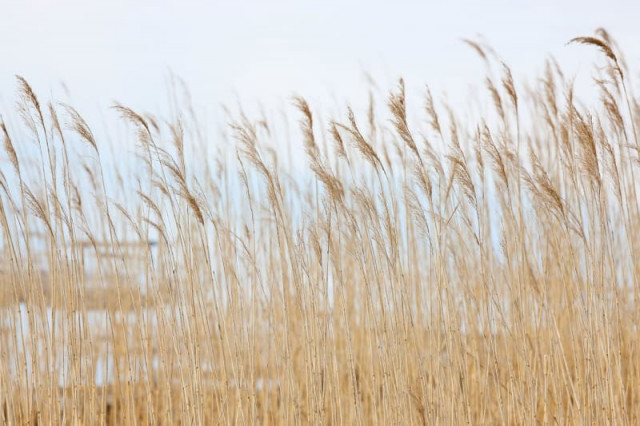 Tapet multicolor din hartie Swaying Wheat Rebel Walls