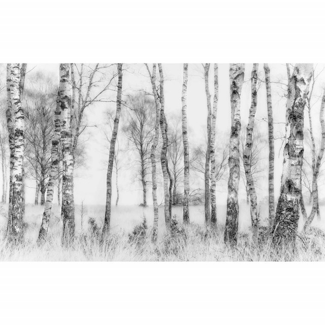 Tapet alb/negru din hartie cu fibre de nailon Birch Trees Rebel Walls