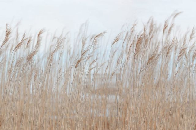 Tapet din hartie Swaying Reed Rebel Walls