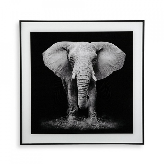 Tablou alb/negru din sticla 50x50 cm Elephant Versa Home