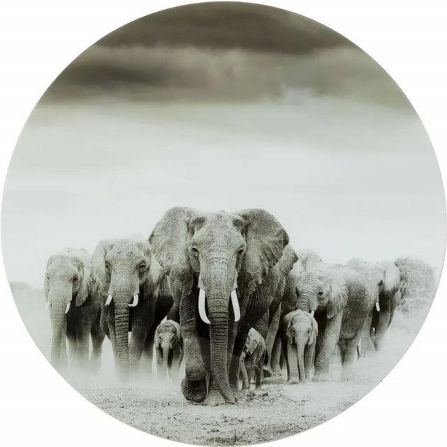 Tablou gri din sticla 120 cm Elephant Walk Kare