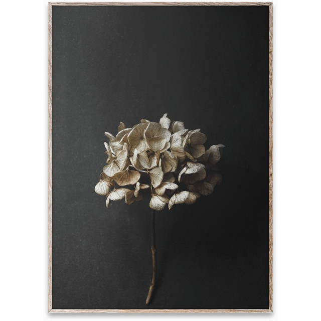 Tablou multicolor cu rama din lemn Still Life 04 (Hydrangea) Paper Collective