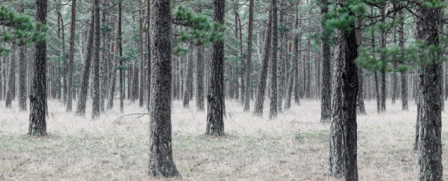 Tapet din hartie cu fibre de nailon Pine Forest Rebel Walls