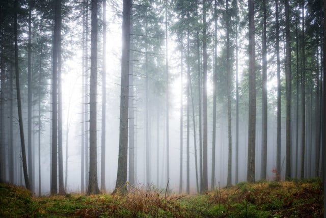 Tapet din hartie Forest Glade Rebel Walls