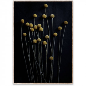 Tablou cu rama stejar Still Life 01 (Yellow Drumsticks) Paper Collective