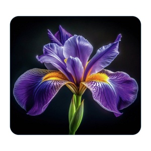 Placa protectie plita multicolora din sticla 50x56 cm Iris Wenko