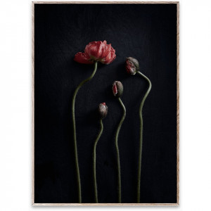Tablou multicolor cu rama din lemn Still Life 02 (Red Poppies) Paper Collective