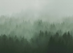 Tapet verde din hartie Cloudy Forest Rebel Walls