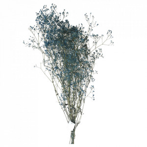Plante ornamentale uscate albastre 70 cm Gypsophila Opjet Paris