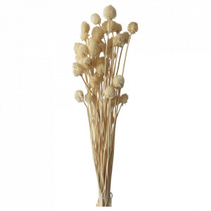 Plante ornamentale uscate crem 70 cm Dipsacus Asper The Home Collection
