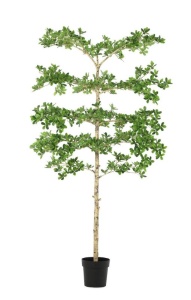 Planta artificiala verde/neagra din fibre sintetice 195 cm Pittosporum Bizzotto