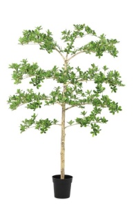 Planta artificiala verde/neagra din fibre sintetice 160 cm Pittosporum Bizzotto