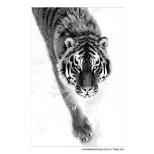Tablou printat alb/negru pe sticla 80x120 cm Tiger The Home Collection